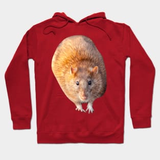 Mr Rat Hoodie